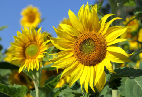 Danka Out - Hilversumse Meent - Secretaris met ingang van 1 mei 2025. Foto volgt.